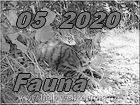 fauna 5